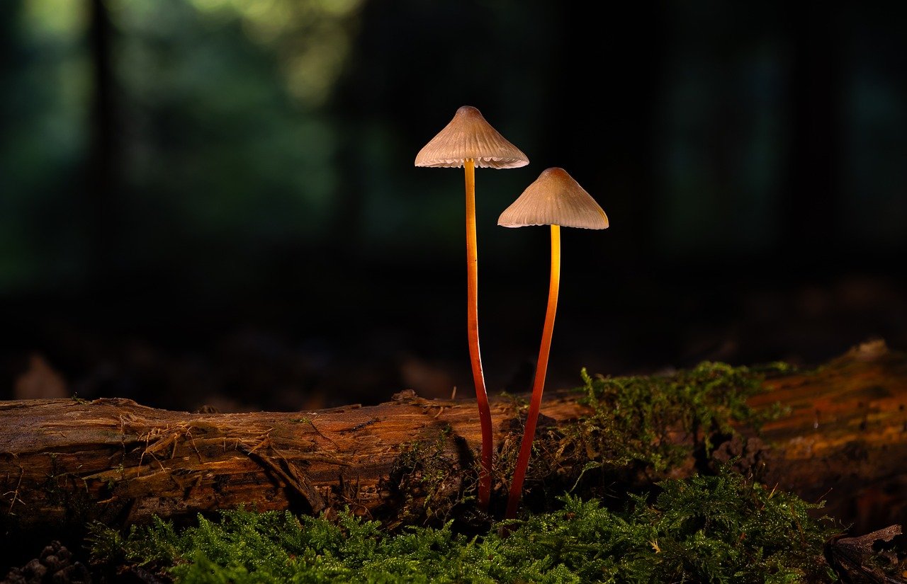 循迹app袁腾飞详情下载教程