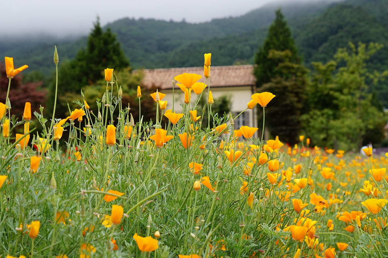 马尔斯哈密瓜爆珠(粗):凤岗代理公司注册公司